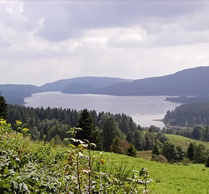 Blick über den Schluchsee auf bewaldete Hügel, im Vordergrund eine Blumenwiese